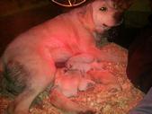 2014 Harper with newly delivered 2014 litter.